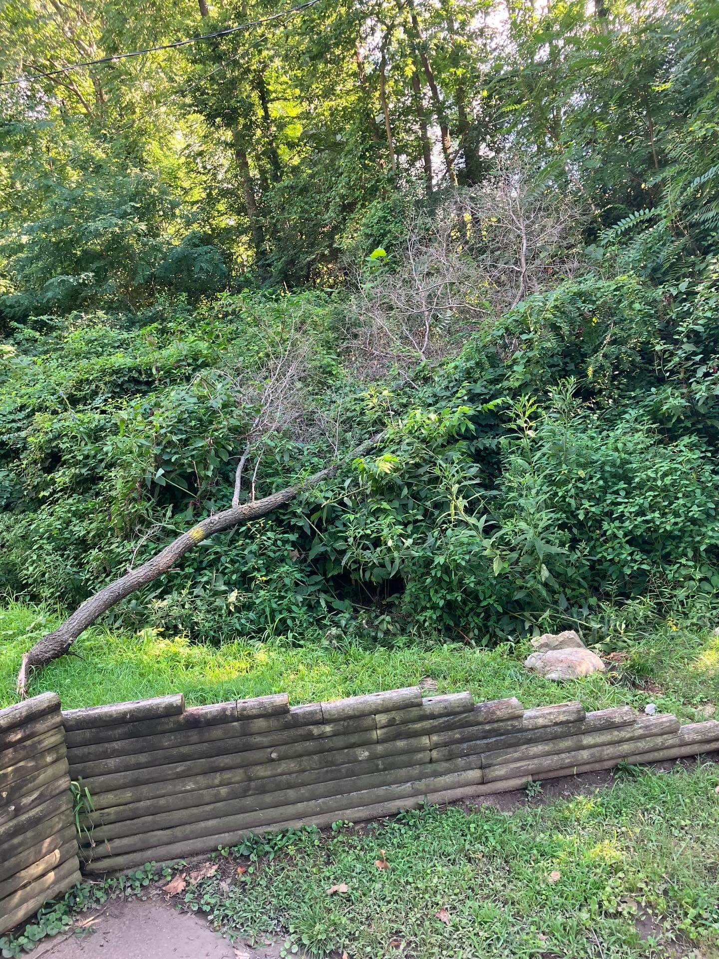 Overgrown brush pile before removal.